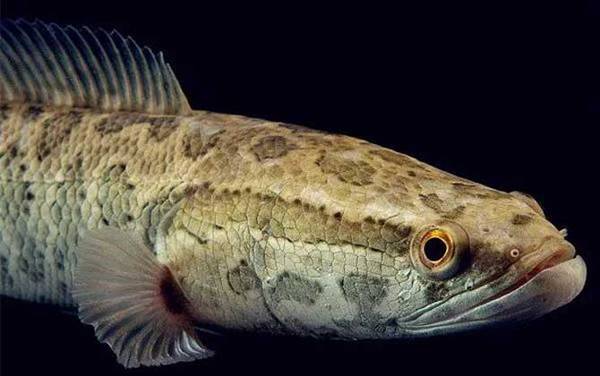 斑鳢是什么鱼?