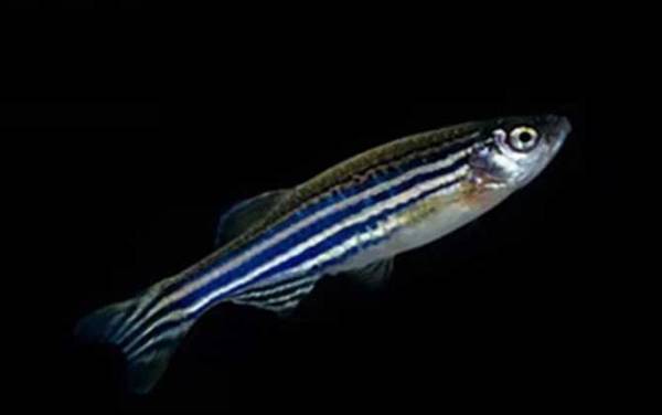 斑马鱼寿命有多长?