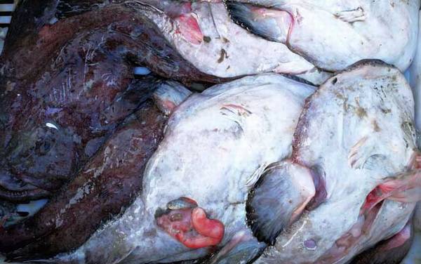 安康鱼是什么鱼?