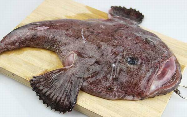 安康鱼是什么鱼?