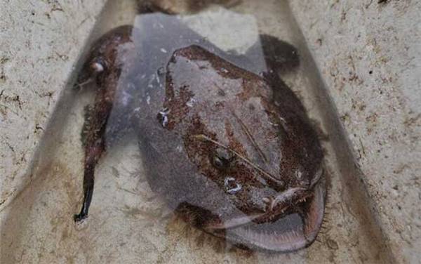 安康鱼是什么鱼?