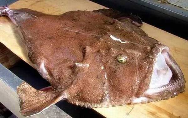 安康鱼价格多少钱一斤?