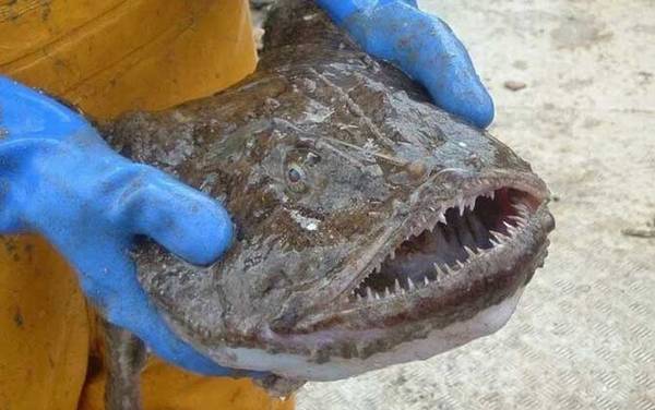 安康鱼价格多少钱一斤?