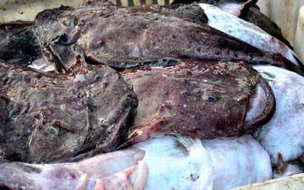 安康鱼价格多少钱一斤?