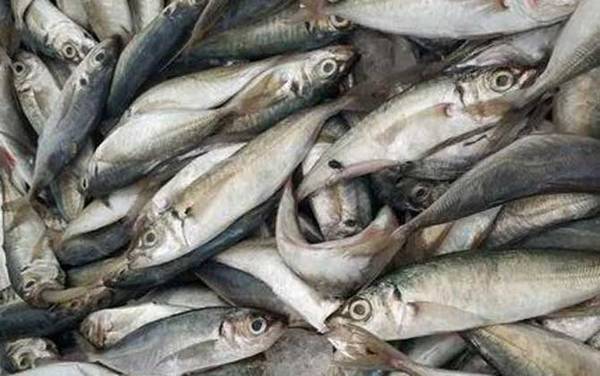 巴浪鱼是什么鱼?