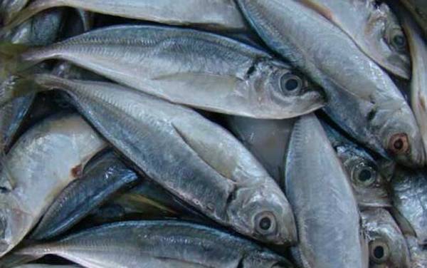 巴浪鱼是什么鱼?