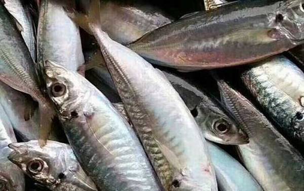 巴浪鱼是什么鱼?