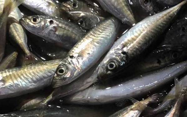 巴浪鱼价格多少钱一斤?