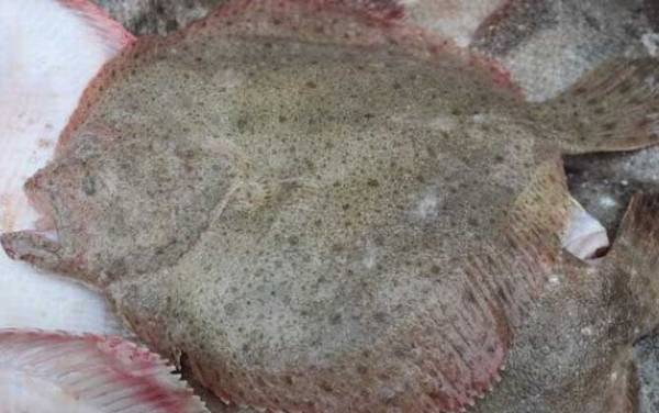 比目鱼是什么鱼?