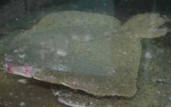 比目鱼是什么鱼?