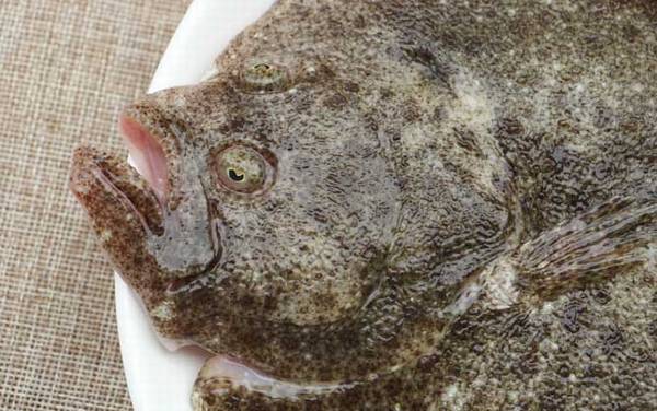 比目鱼是什么鱼?