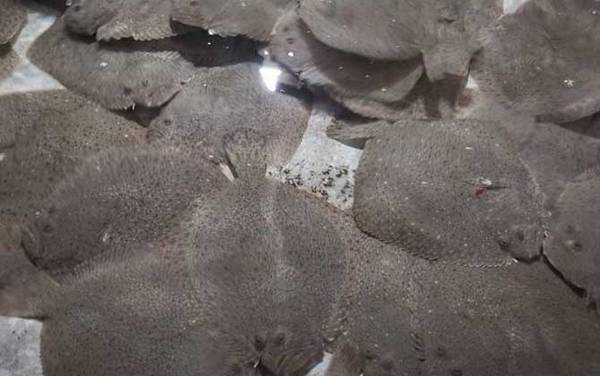 比目鱼是什么鱼?