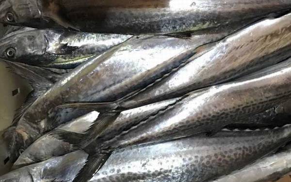 鲅鱼的拼音怎么读?