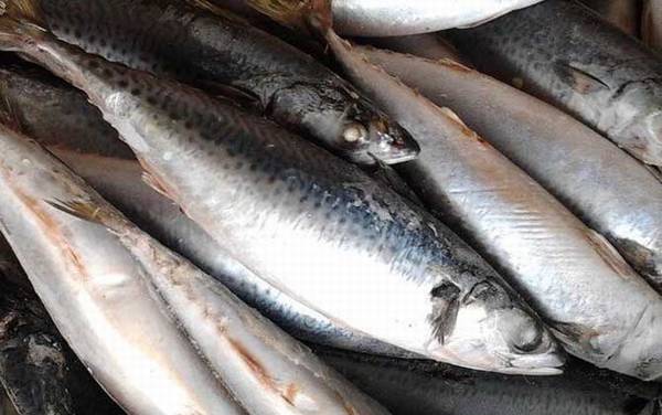 鲅鱼的拼音怎么读?