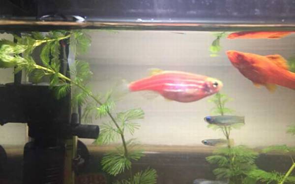 斑马鱼是什么鱼?