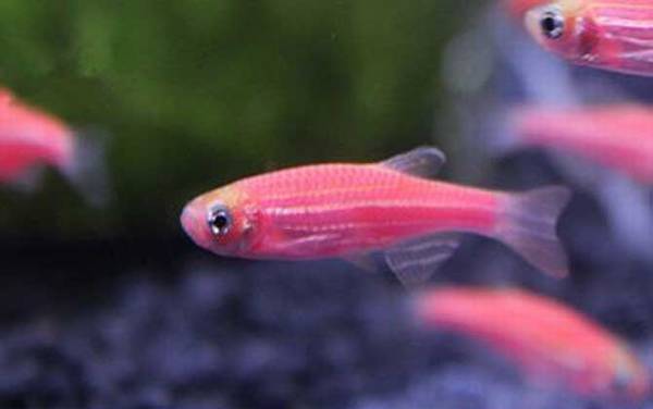 红斑马鱼是什么鱼?