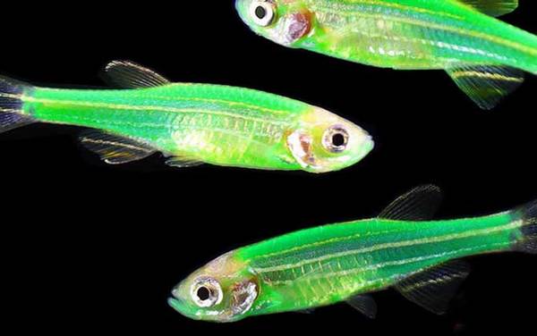 荧光斑马鱼是什么鱼?