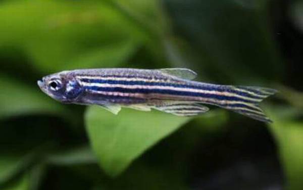 斑马鱼怎么分公母?