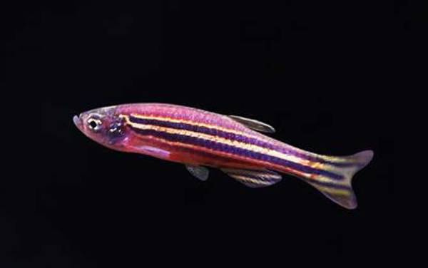 斑马鱼怎么分公母?