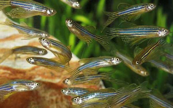 斑马鱼怎么分公母?