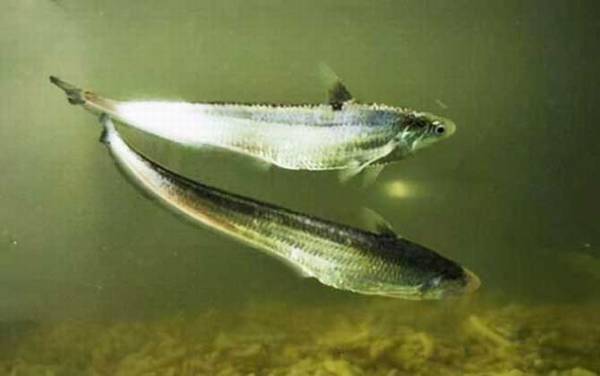 长江刀鱼价格多少钱一斤?