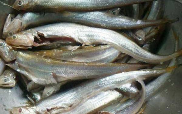 江刀鱼、海刀鱼、河刀鱼、湖刀鱼的区别