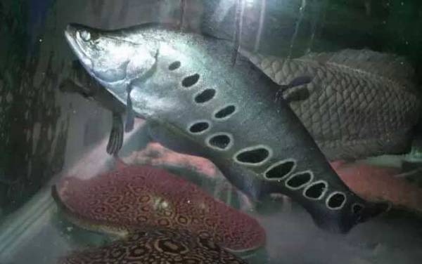 七星刀鱼是什么鱼?