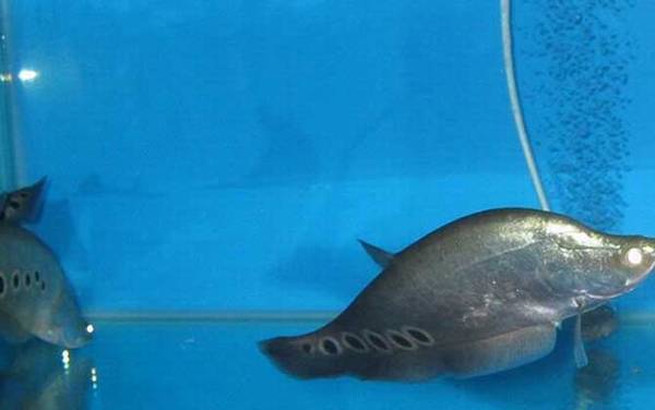 七星刀鱼是什么鱼?