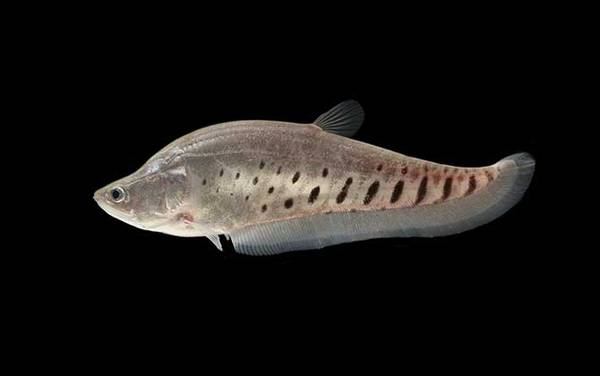 七星刀鱼是什么鱼?