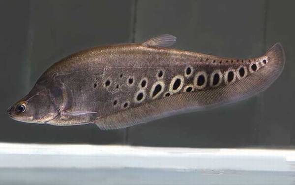 七星刀鱼是什么鱼?