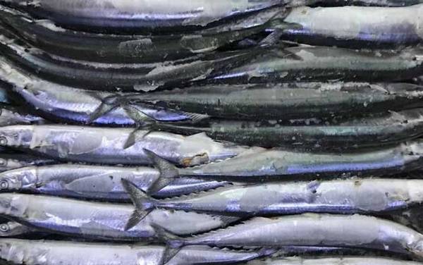秋刀鱼是什么鱼?