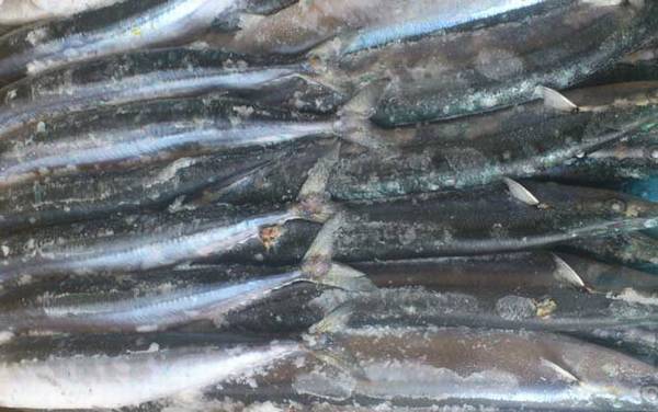 秋刀鱼是什么鱼?