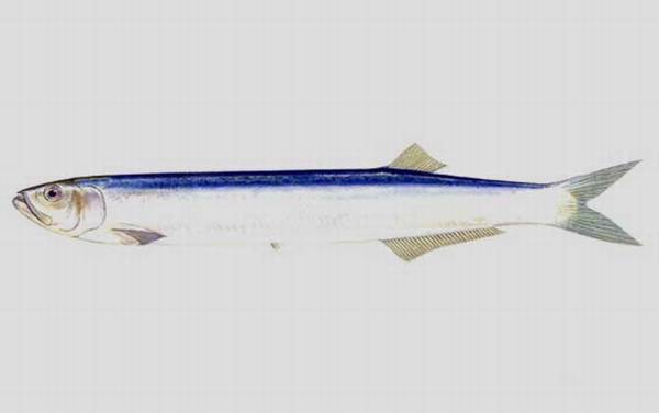 宝刀鱼是什么鱼?