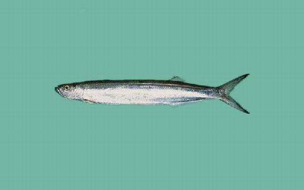 宝刀鱼是什么鱼?