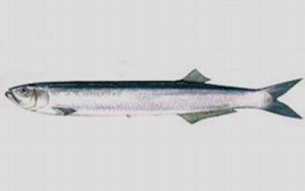 宝刀鱼是什么鱼?