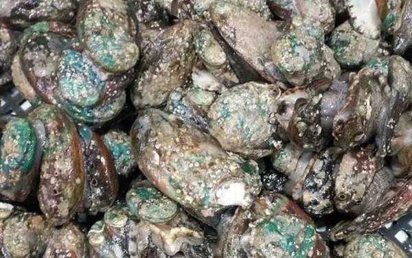 鲍鱼价格多少钱一斤?