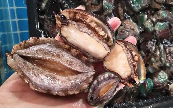 鲍鱼价格多少钱一斤?