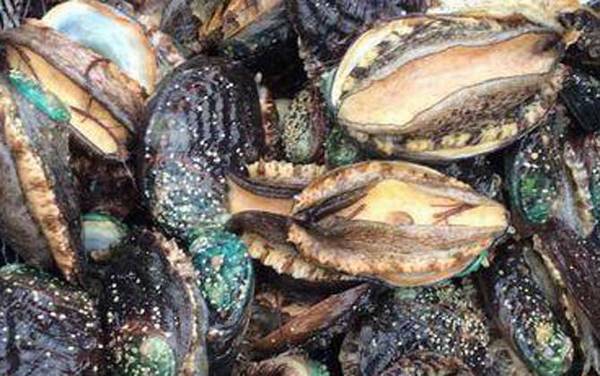 鲍鱼价格多少钱一斤?