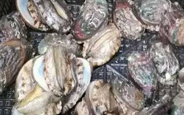 鲍鱼价格多少钱一斤?