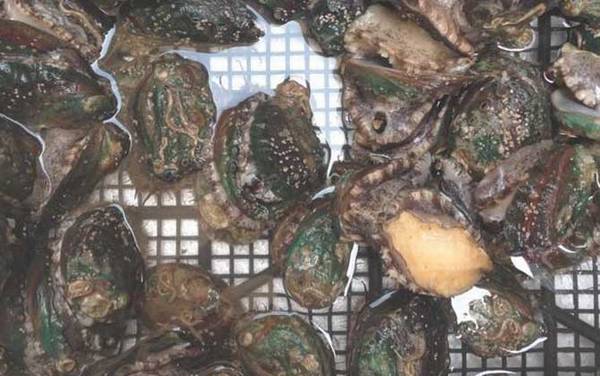 鲍鱼价格多少钱一斤?