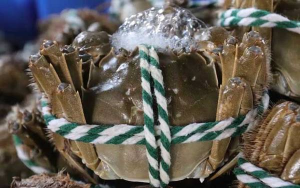 螃蟹怎么保存才不死?