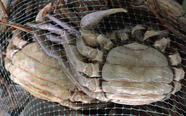 螃蟹怎么保存才不死?