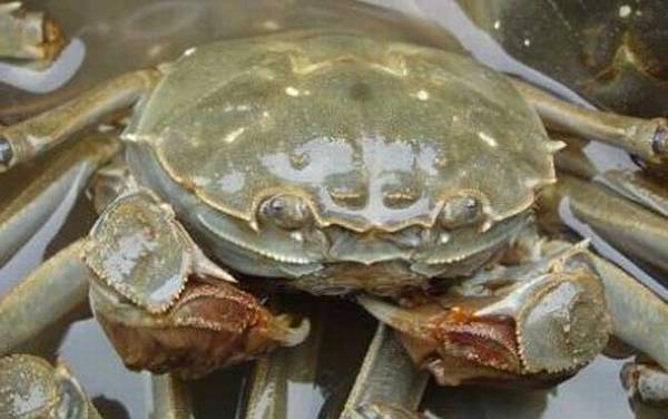 大闸蟹是什么蟹种?