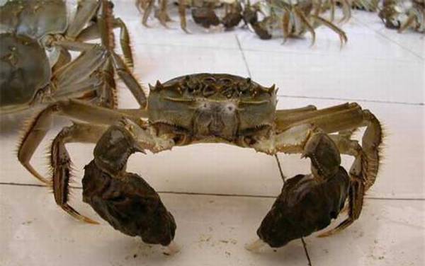 大闸蟹是什么蟹种?