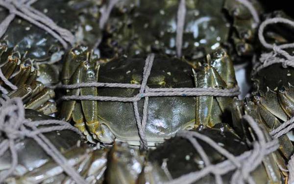 大闸蟹是什么蟹种?