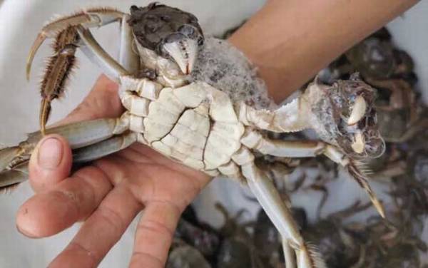 大闸蟹是什么蟹种?