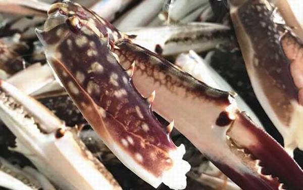 飞蟹是什么蟹种?