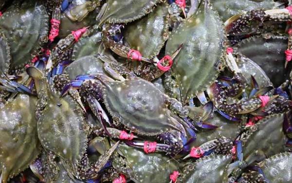 飞蟹是什么蟹种?