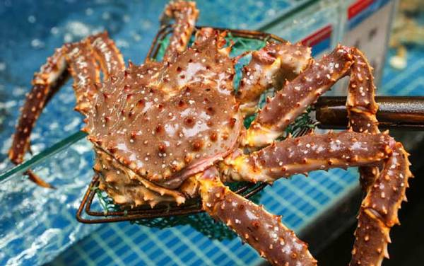 帝王蟹是什么动物?
