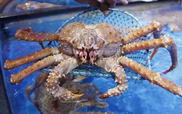 帝王蟹是什么动物?